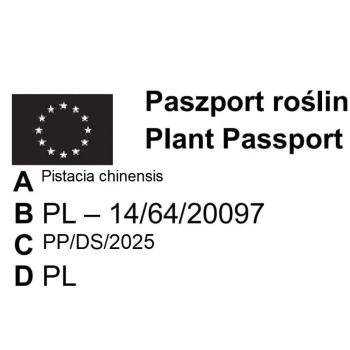 Pistacja chińska jadalna sadzonki - 30 / 50 cm